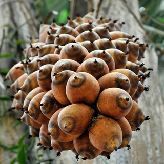 ingredient-babassu-Roll On Jade